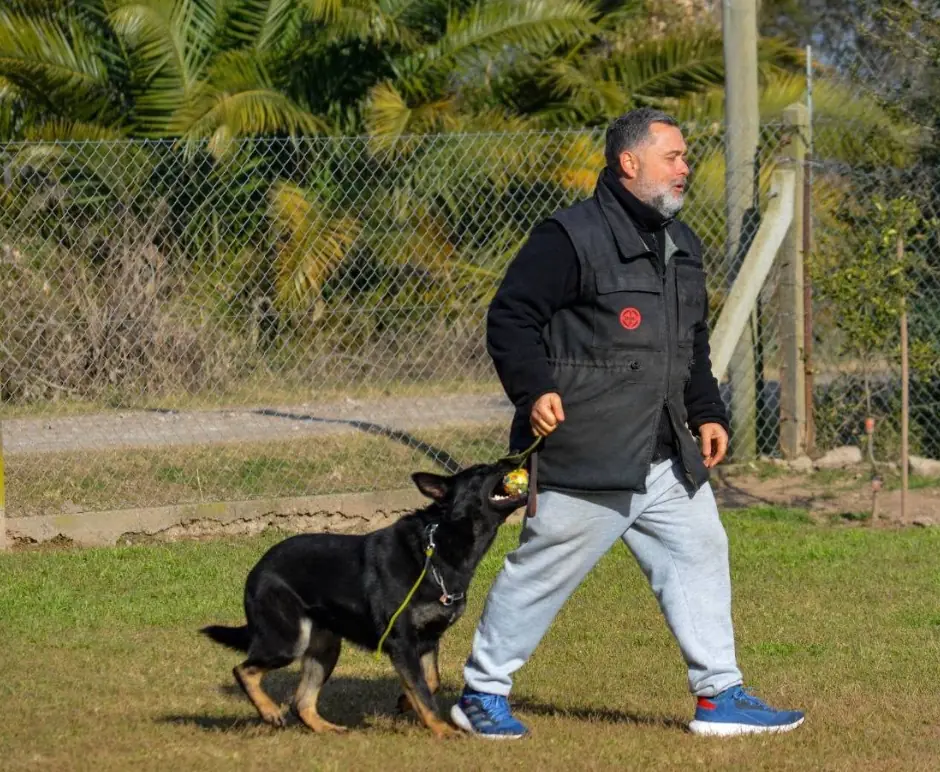 Diego Krzychowiec camina por un campo de entrenamiento junto a un ovejero alemán negro con una pelota en la boca.